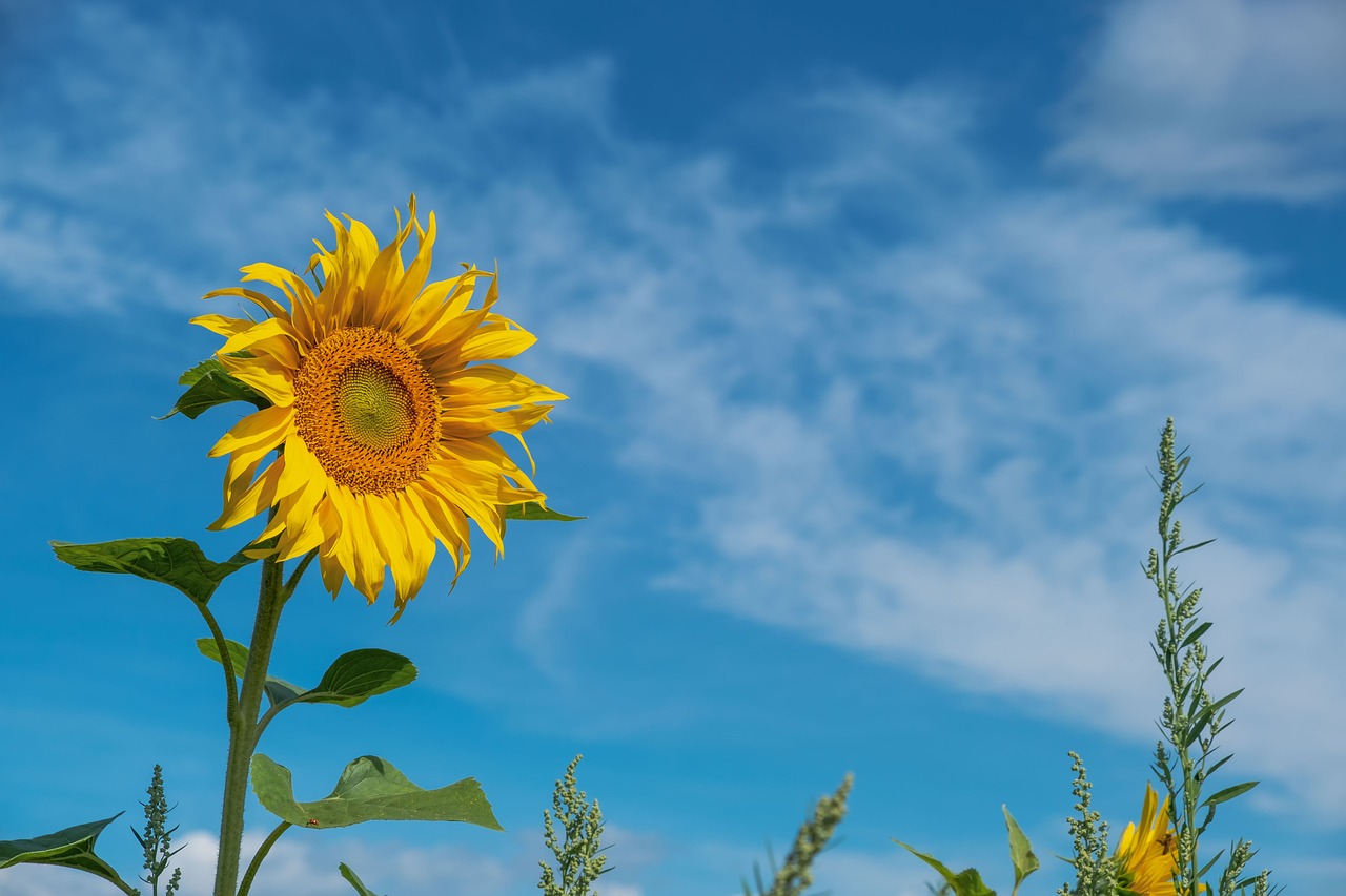 flower, beautiful flowers, sunflower-5459972.jpg